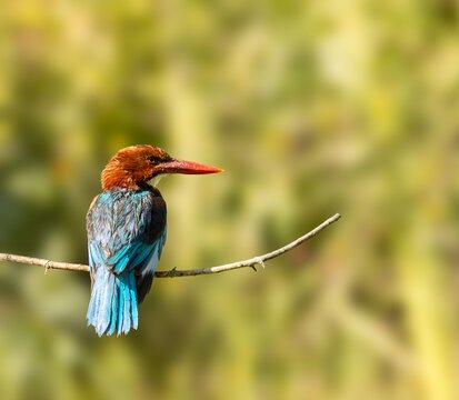 White-throated kingfisher (Halcyon smyrnensis) perched on a branch against a blurred green background