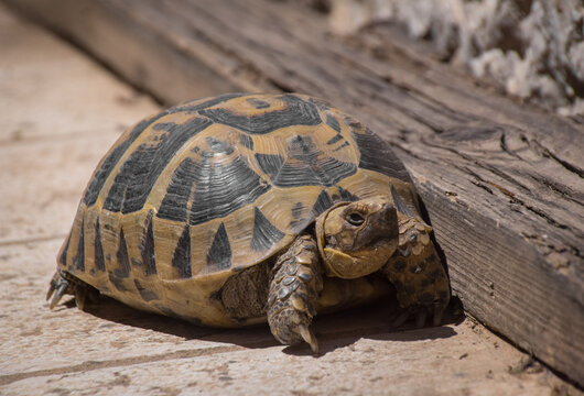 turtle on a rock