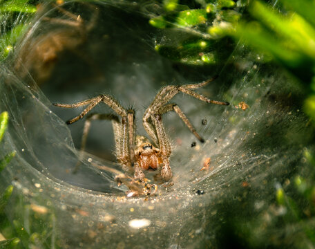Macro portrait of a labyrinth spider (Agelena labyrinthica) inside its funnel web with prey