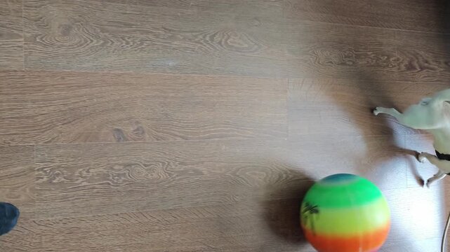 Person in black socks rolls a colorful ball across wooden floor while a small dog approaches the ball, creating a playful interaction in a cozy indoor setting
