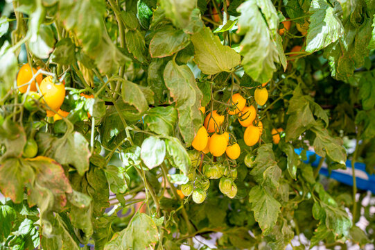 Plantio em vasos de tomates grape ou cereja em estufa