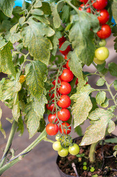 Plantio em vasos de tomates grape ou cereja em estufa