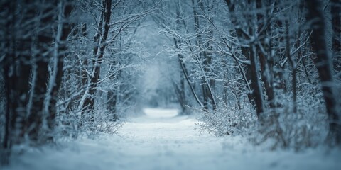 Fototapeta premium placid winter forest pathway surrounded by snow topped trees and a curvy trail