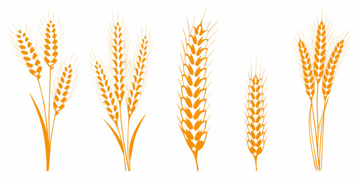 Orange Wheat Bundles Stylized Vector Illustration On White Background
