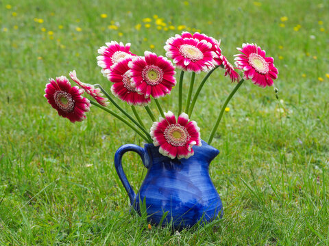Gerbera in einer blauen Blumenvase mit Henkel auf einer Wiese