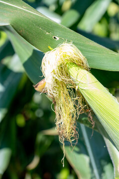Espiga de milho verde