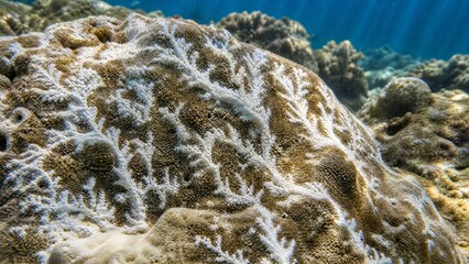 White calcareous deposits forming dendritic patterns on a coral reef. © Jinling