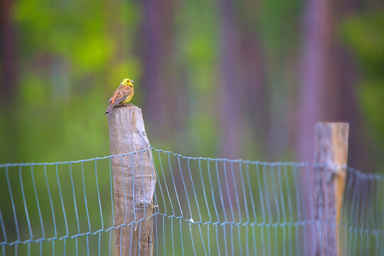 Emberiza citrinella sitting on a stick