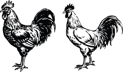 Roosters in different styles set, isolated vector silhouette illustration on transparent background. © Gfx Foysal