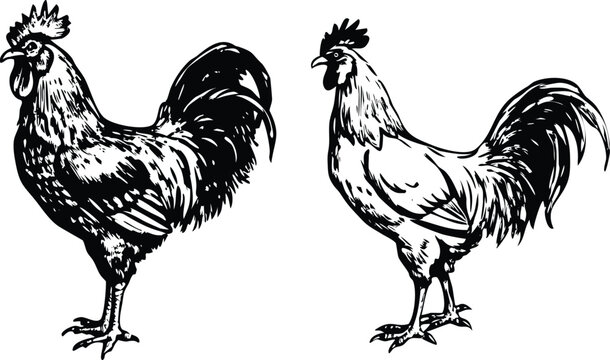 Roosters in different styles set, isolated vector silhouette illustration on transparent background.