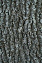 Naklejka premium vertical macro photograph of deeply ridged oak tree bark texture