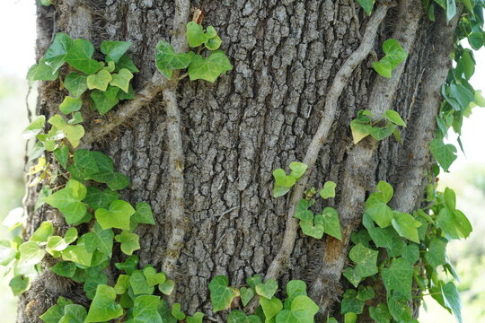 close-up of green ivy vines climbing up a rough tree trunk background