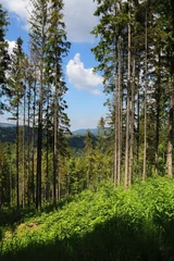 Landscape in Silesian Beskids (Beskid Slaski) in Poland. Mountain forest summer view. Stozek hiking trail. © Tupungato