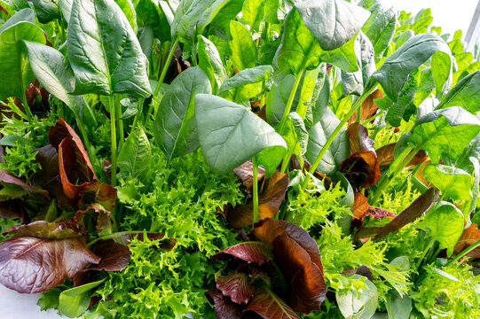 Canteiro de verduras mistas