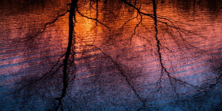 Colorful lake surface mirroring dark tree branches at dusk