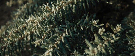 Naklejka premium Natural growth of laurel plant showing abundant leaves and seed structures
