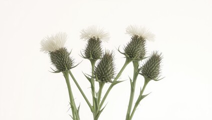 Obraz premium Thistle flowers with white fluffy blooms against white background