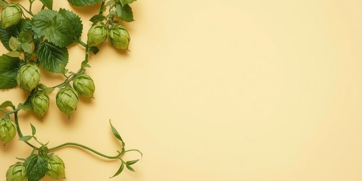 Green tomatillos on a yellow background