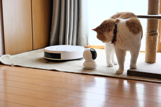 Pet camera watching over an adorable Munchkin cat relaxing by the window during home alone time