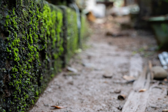 Thick Green Moss Growing On A Low Boundary Wall Next To Dirt