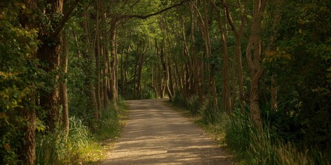 Fototapeta premium Still nature path ringed with thriving greenery perfect for outdoor leisure time