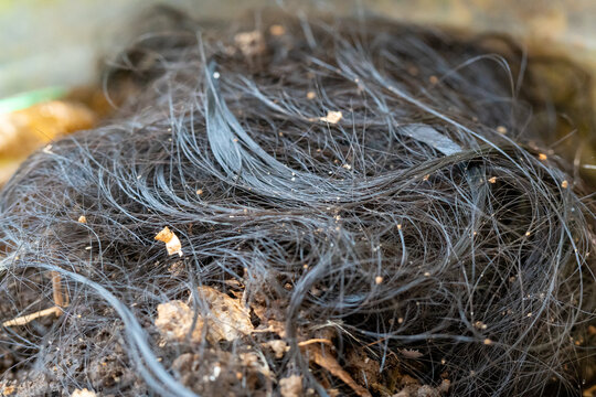 Large Tangle Of Black Hair Discarded On Top Of Dirt And Leaves
