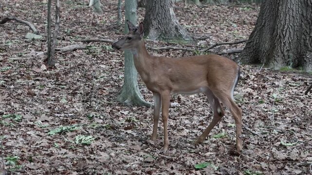 deer standing in a forest wooded area with fallen leaves foraging autumn spring summer hoofed animal mating season danger to cars