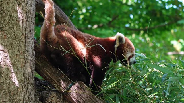 The red panda, Ailurus fulgens, also called the lesser panda and the red cat-bear sitting on a tree.
