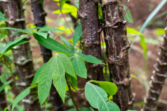 Close-Up Of Palmate Green Leaves And Textured Brown Plant Stems
