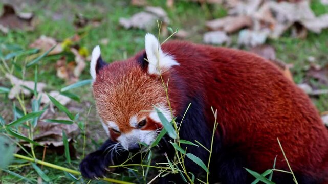 The red panda, Ailurus fulgens, also called the lesser panda and the red cat-bear sitting on a tree.
