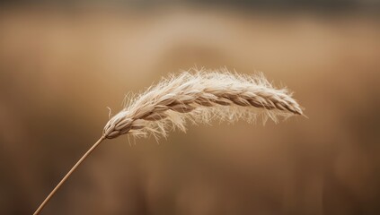 Obraz premium Close up of a single golden wheat stalk in a field