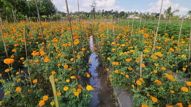 Beautiful vibrant orange marigold flower field with irrigation ditch and bamboo stakes in Bali