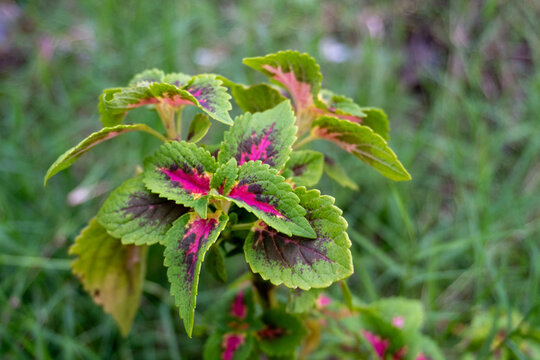 Vibrant Coleus Plant With Pink And Green Ruffled Leaves