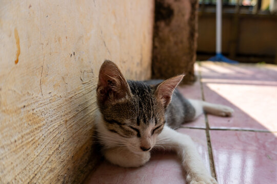 Small Tabby And White Kitten Sleeping On Pink Floor Tiles