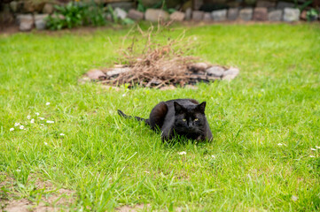 Fototapeta premium Black cat in the garden on the grass in summer.