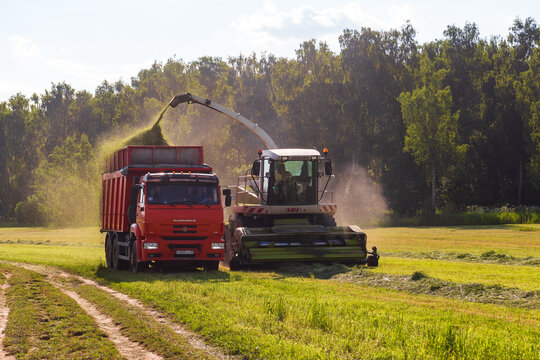 Forage harvester loading fresh grass into a red dump truck during summer haymaking season at the farm field, golden sunlight illuminates the agricultural machinery in action: Russia - June 10, 2026