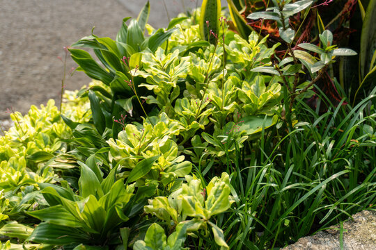 Bright Green And Yellow Garden Plants With Tiny Red Buds