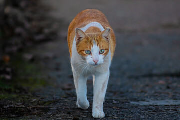 cat in the garden © Bullynho