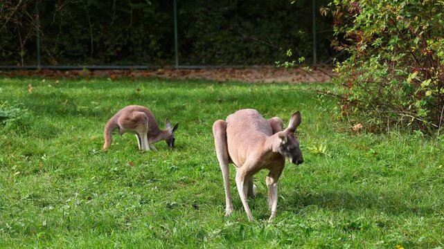 The red kangaroo, Macropus rufus is the largest of all kangaroos, the largest terrestrial mammal native to Australia, and the largest extant marsupial.