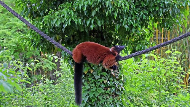 The red ruffed lemur, Varecia rubra is one of two species in the genus Varecia, the ruffed lemurs