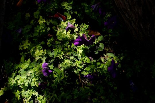 purple strobilanthes