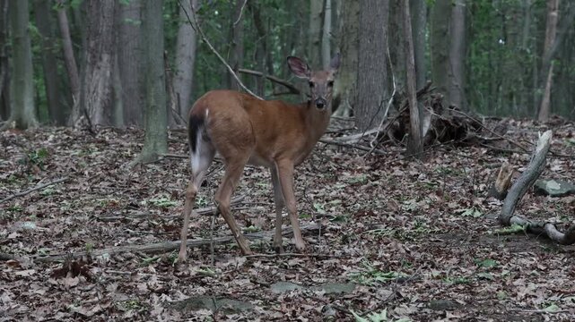 deer standing in a forest wooded area with fallen leaves foraging autumn spring summer hoofed animal mating season danger to cars
