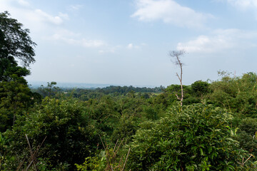 Fototapeta premium Green Forest Landscape With A Hazy Distant Horizon