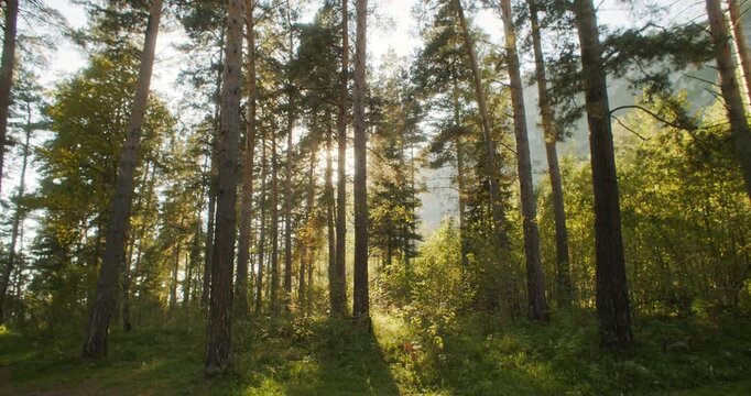 Timelapse of sunlight moving through tall pine trees in a peaceful mountain forest. Warm natural light passes across trunks, branches, and green undergrowth, creating an atmospheric woodland scene