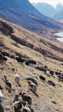 Wide aerial view of a herd of yaks moving across a dry mountain slope above a river valley in a rugged highland landscape. Shaggy animals spread over rocky terrain with dramatic peaks and open