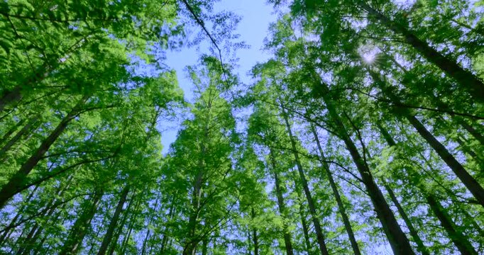 初夏の爽やかな青空と見上げる新緑のメタセコイア並木