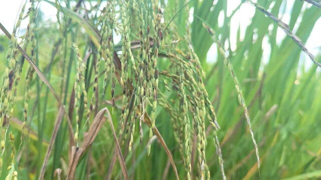 Macro footage of growing black glutinous rice (pulut hitam) panicles with dark purple grains swaying gently in the breeze against a blurred green background, representing exotic superfoods and agricul