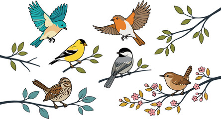Backyard bird vector illustration collection featuring cartoon bluebird robin goldfinch chickadee sparrow and flying songbirds on spring tree branches isolated on white © MdMehedi
