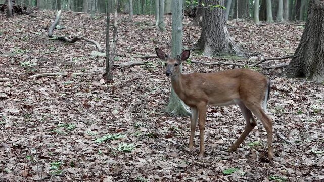 deer standing in a forest wooded area with fallen leaves foraging autumn spring summer hoofed animal mating season danger to cars