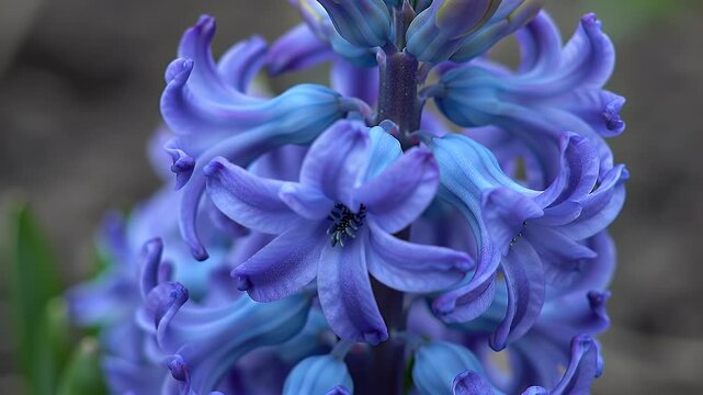 Extreme close-up of a blooming purple hyacinth flower with soft focus